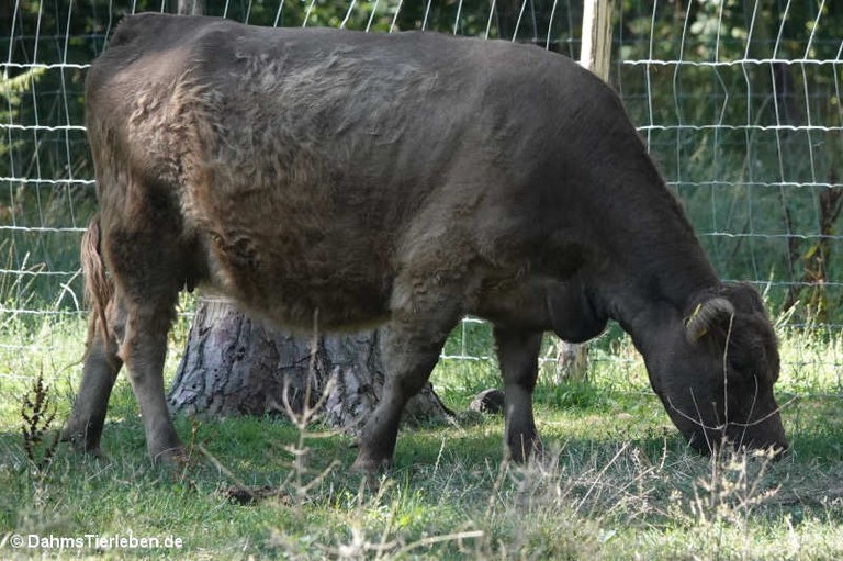 Mini-Rind