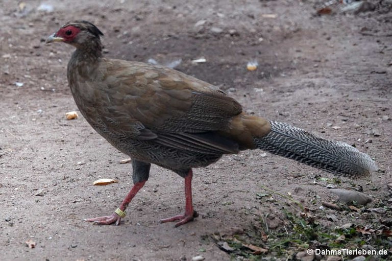 Lophura nycthemera