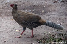 Lophura nycthemera-1