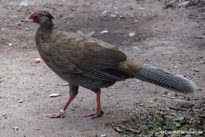 Lophura nycthemera