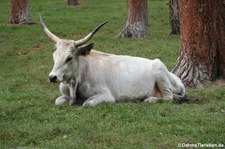 Ungarisches Stenppenrind im Hochwildpark Kommern