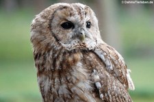 Waldkauz (Strix aluco) im Hochwildpark Kommern