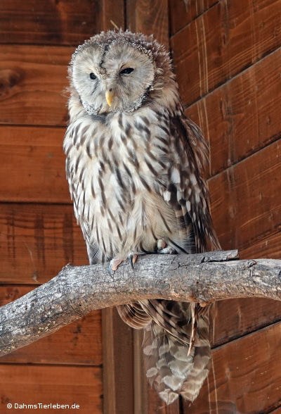 Strix uralensis