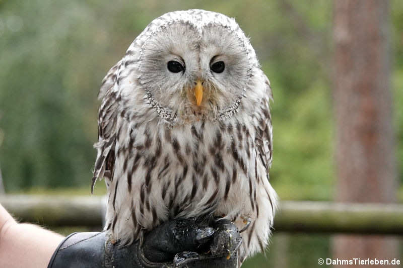 Habichtskauz (Strix uralensis)