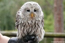 Habichtskauz (Strix uralensis) im Hochwildpark Kommern