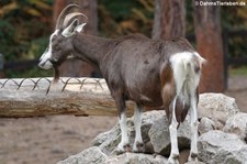 Thüringer Waldziege (Capra aegagrus f. hircus) im Hochwildpark Rheinland in Kommern