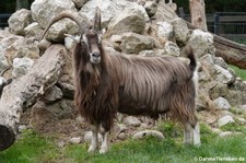 Thüringer Waldziege (Capra aegagrus f. hircus) im Hochwildpark Kommern