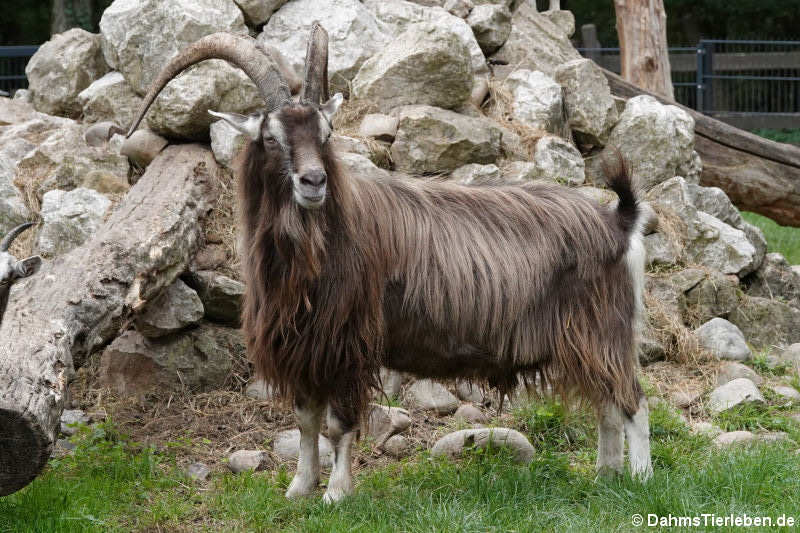 Thüringer Waldziege (Capra aegagrus f. hircus)