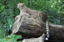 Gepard (Acinonyx jubatus jubatus) im Zoo Krefeld
