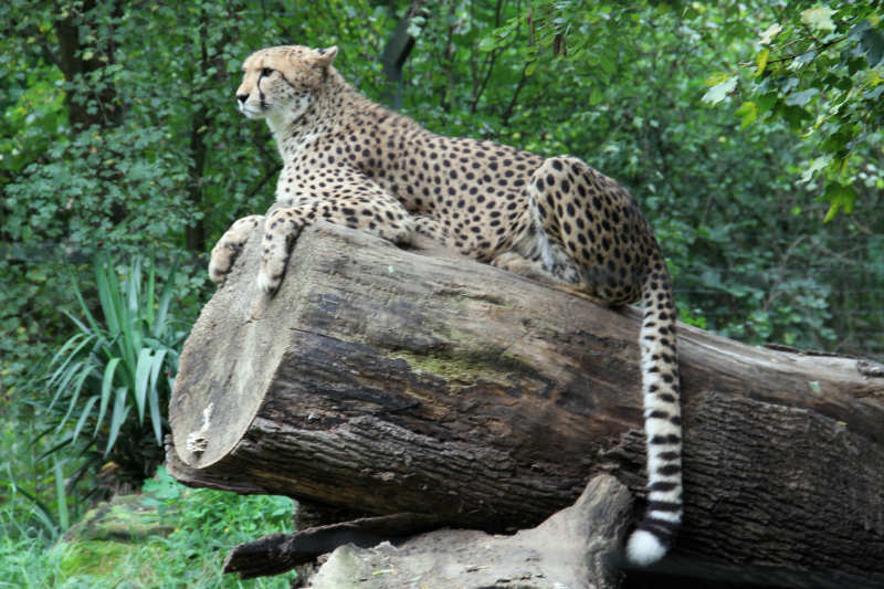 Gepard (Acinonyx jubatus jubatus)