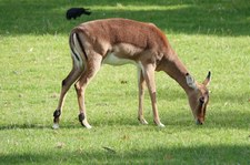 Impala (Aepyceros melampus melampus) im Zoo Krefeld