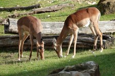 Impalas (Aepyceros melampus melampus) im Zoo Krefeld