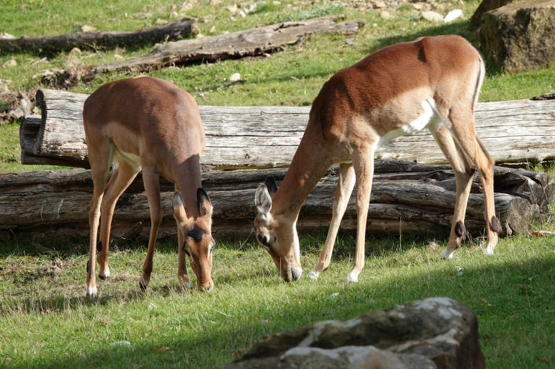 Impalas (Aepyceros melampus melampus)