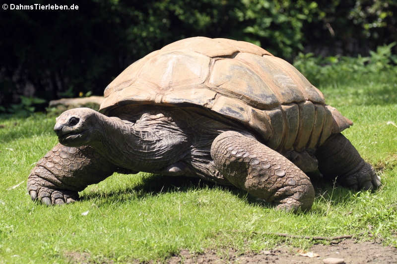 Seychellen-Riesenschildkröte (Aldabrachelys gigantea)