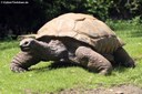 Aldabrachelys gigantea