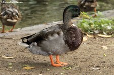 Stockente (Anas platyrhynchos platyrhynchos) im im Zoo Krefeld