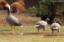 Kaisergänse (Anser canagicus) im Zoo Krefeld