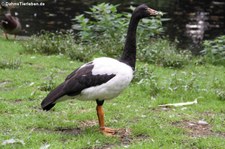 Spaltfussgans (Anseranas semipalmata) im Zoo Krefeld