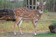 Axishirsche (Axis axis) im Zoo Krefeld