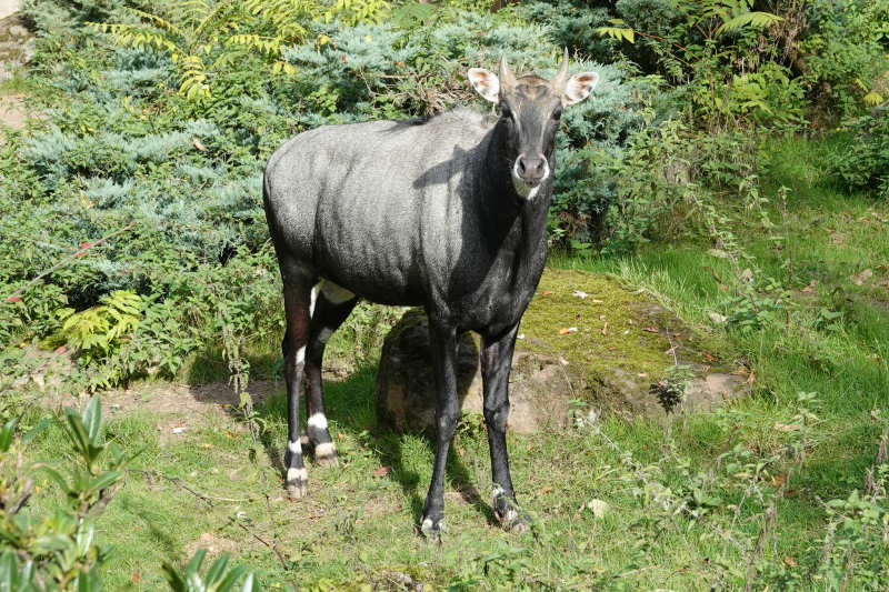 männliche Nilgauantilope (Boselaphus tragocamelus)