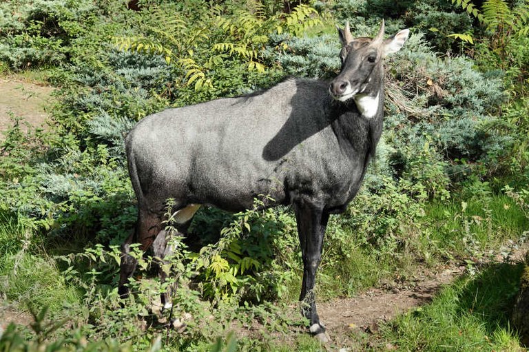 Boselaphus tragocamelus