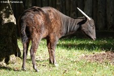 Berganoa (Bubalus quarlesi) im Zoo Krefeld