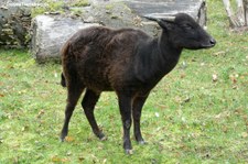 Berganoa (Bubalus quarlesi) im Zoo Krefeld