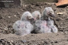 Junge Schnee-Eulen (Bubo scandiacus) im Zoo Krefeld