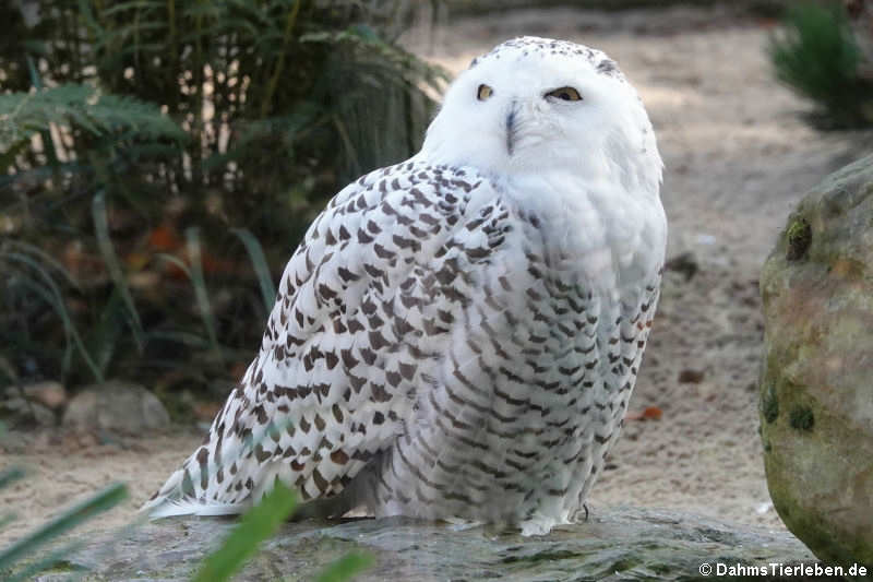 Schnee-Eule (Bubo scandiacus)