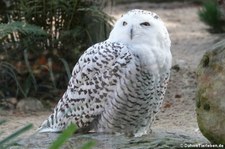 Schnee-Eule (Bubo scandiacus) im Zoo Krefeld