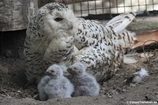 Schnee-Eule (Bubo scandiacus) mit Nachwuchs im Zoo Krefeld