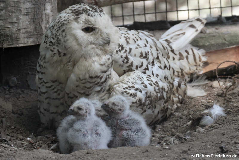 Bubo scandiacus