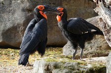 Rotgesicht-Hornraben (Bucorvus leadbeateri) im Zoo Krefeld