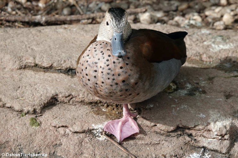 Callonetta leucophrys