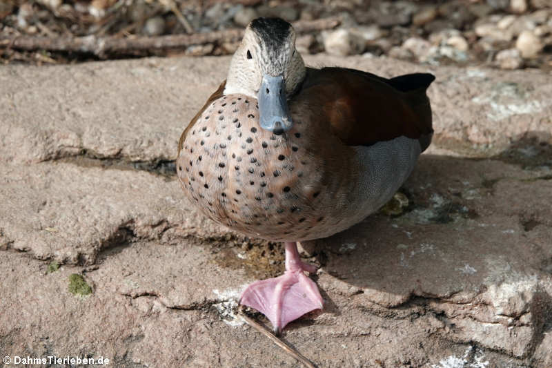 Rotschulterente (Callonetta leucophrys)