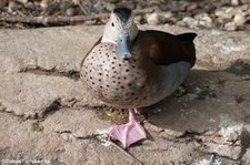 Rotschulterente (Callonetta leucophrys) im Zoo Krefeld