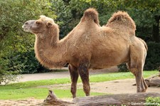 Trampeltier (Camelus ferus f. bactrianus) im Zoo Krefeld