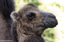 Trampeltier (Camelus ferus f. bactrianus) im Zoo Krefeld