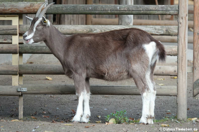 Thüringer Waldziege (Capra aegagrus f. hircus)