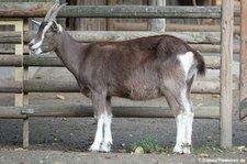 Thüringer Waldziegen im Zoo Krefeld