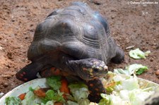 Köhlerschildkröte (Chelonoidis carbonaria) im Zoo Krefeld