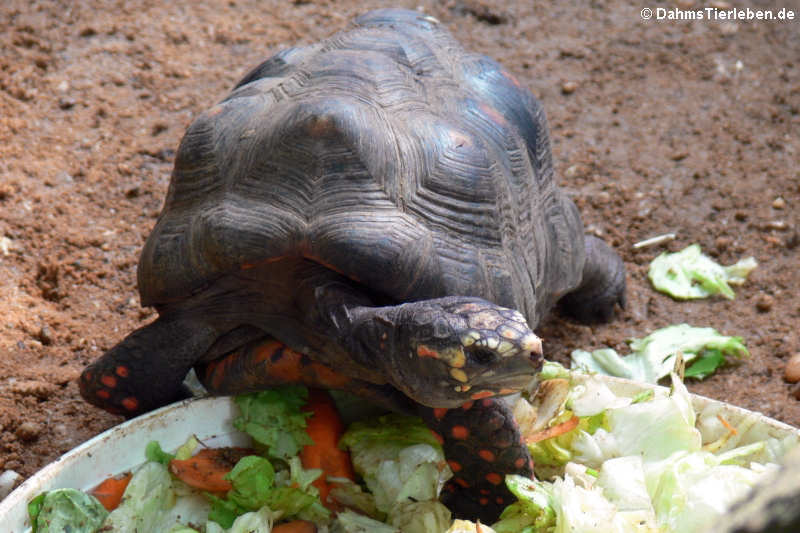 Köhlerschildkröte (Chelonoidis carbonaria)