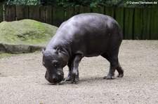 Westliches Zwergflusspferd (Choeropsis liberiensis liberiensis) im Zoo Krefeld