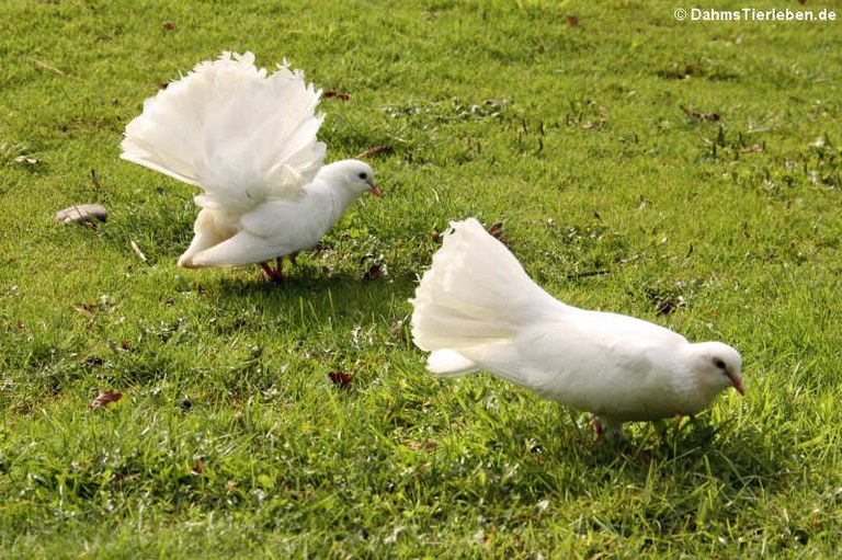 Columba livia