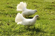 Pfautauben (Columba livia f. domestica) im Zoo Krefeld