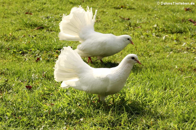 Columba livia