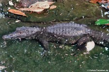 Keilkopf-Glattstirnkaiman (Paleosuchus trigonatus) im Zoo Krefeld