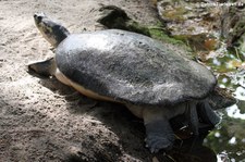 Arrauschildkröte (Podocnemis expansa) im Zoo Krefeld