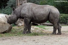 Ostafrikanisches Spitzmaulnashorn (Diceros bicornis michaeli) im Zoo Krefeld