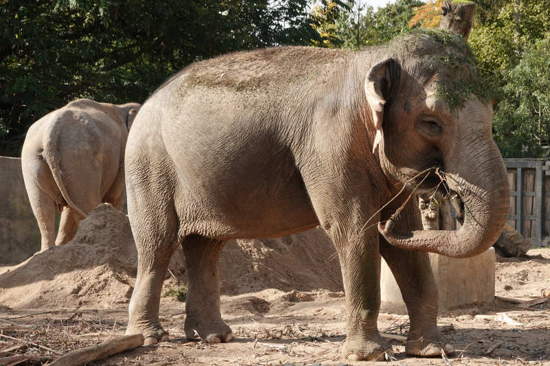 Asiatische Elefanten (Elephas maximus)